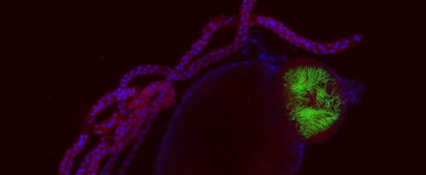 Dissected cat flea midgut. Specimen stained blue (Nuclei) and red (flea tissue). Green is representative of autofluorescent flea tissue of the foregut. Visualized using fluorescence microscopy.