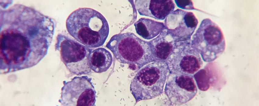 Rickettsiae cultured in a tick cell. Visualized by the Diff-Quik staining method.