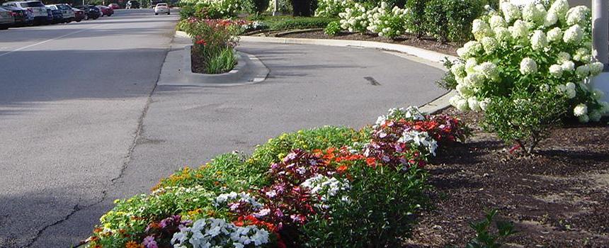 flowers on campus.