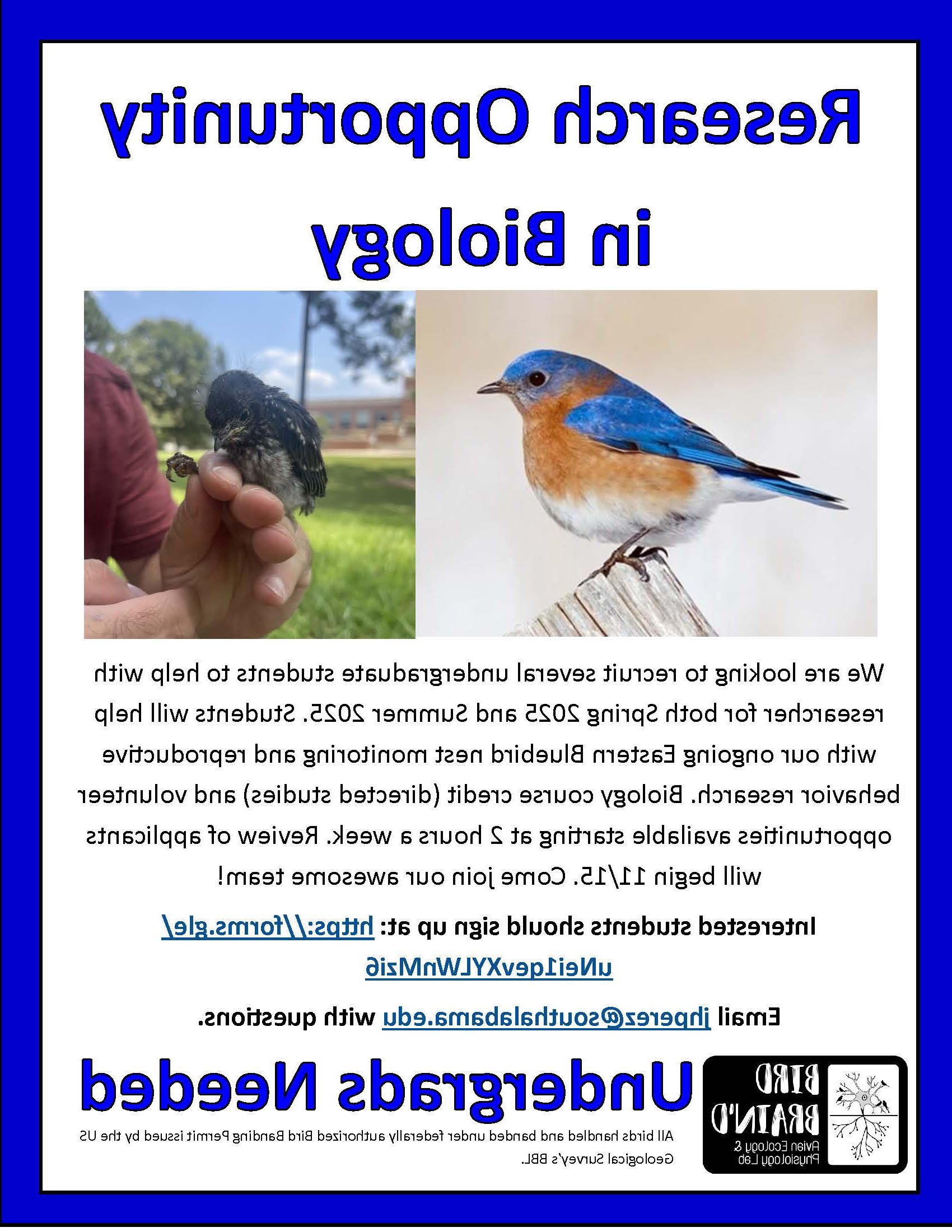 flier for undergraduate research opportunity working with bluebirds