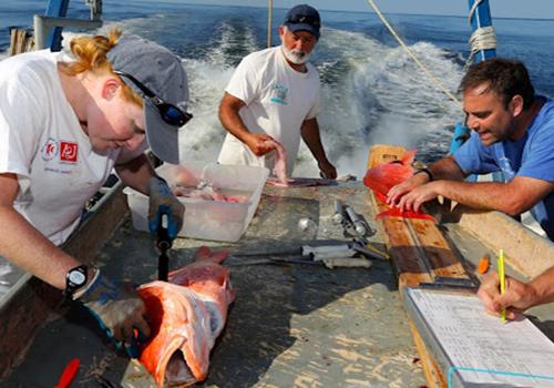 Students tagging fish on boat.