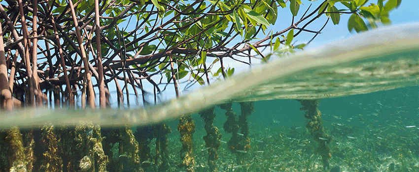 Trees growing underwater.