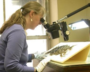 Student looking through microscope at image with white gloves on.