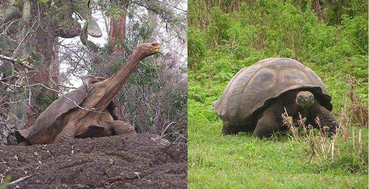 Dr. Ylenia Chiari investigated why the famed Galapagos tortoise got two different shells. Her findings made the New York Times.