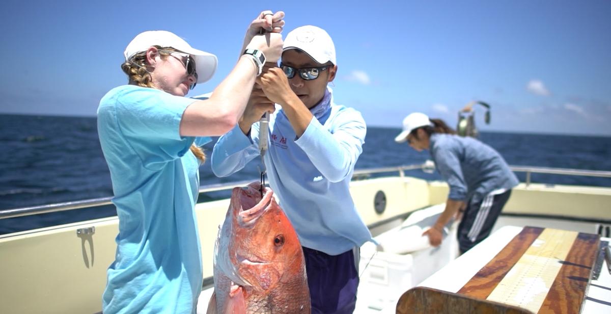 Plans for South's School of Marine and Environmental Sciences call for additional faculty, renovated classroom space and new academic programs. “The school capitalizes on our strategic location on the Gulf Coast, and allows us to expand opportunities for both undergraduate and graduate students,” said Dr. Andi Kent, interim provost and senior vice president. 