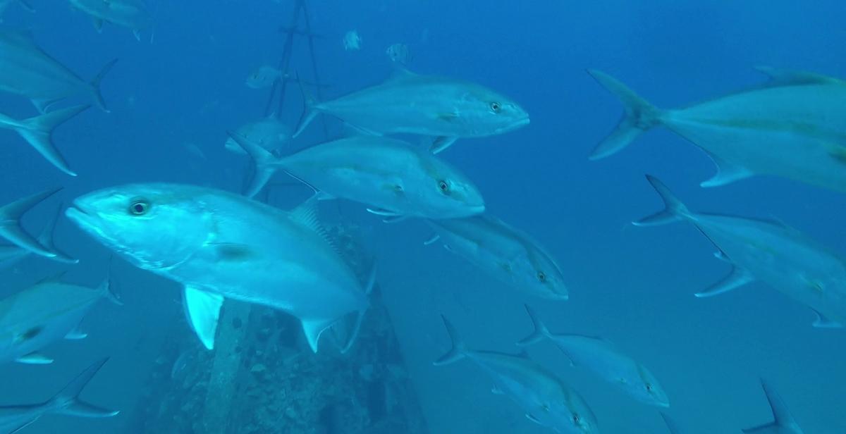 An underwater camera on a remote operated vehicle in the Gulf of Mexico captured this school of greater amberjack near a pyramid deployed by the State of Alabama to provide fish habitat.