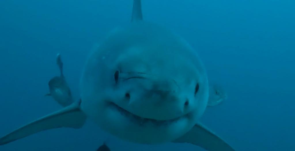 Great White Shark in the Gulf of Mexico